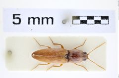 Foto (Dorsalansicht) von Dicronychus sobrinus (Castelnau, 1840) (NHMW-ZOO-COL-0008281)